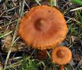 Cortinarius_rubellus_bv1243