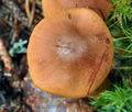 Cortinarius_rubellus_cr5055