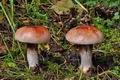 Cortinarius_rufo_olivaceus_bv2466