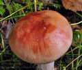 Cortinarius_rufo_olivaceus_bv2474