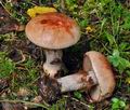 Cortinarius_rufo_olivaceus_bv2476