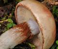 Cortinarius_rufo_olivaceus_bv2481