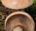 Cortinarius_rufo_olivaceus_bv2484