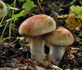 Cortinarius_rufo_olivaceus_bv2496