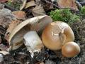 Cortinarius_sabuletorum_cz8004