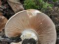 Cortinarius_sabuletorum_cz8006