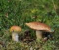 Cortinarius_saginus_bi4274