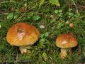 Cortinarius_saginus_bm7902