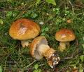 Cortinarius_saginus_bm7903