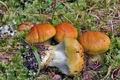 Cortinarius_saginus_cr5019