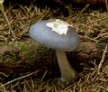 Cortinarius_salor_cr5671s