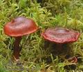 Cortinarius_sanguineus_ac7807