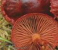 Cortinarius_sanguineus_ac7815