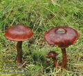 Cortinarius_sanguineus_ac7821