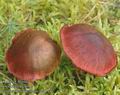 Cortinarius_sanguineus_ac8144