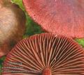 Cortinarius_sanguineus_ac8155