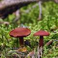 Cortinarius_sanguineus_be2678