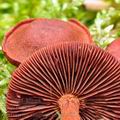 Cortinarius_sanguineus_be2681