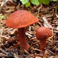 Cortinarius sanguineus bi0994