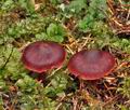 Cortinarius_sanguineus_bp4622