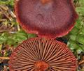 Cortinarius_sanguineus_bp4626