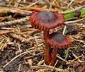 Cortinarius_sanguineus_bv5358