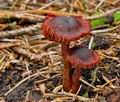 Cortinarius_sanguineus_bv5358