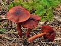 Cortinarius_sanguineus_bv5364