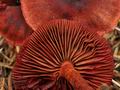 Cortinarius_sanguineus_bv5368