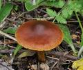 Cortinarius_saniosus_bo5486