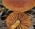 Cortinarius_saniosus_bo5496