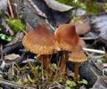 Cortinarius_saniosus_bp3999