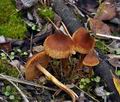 Cortinarius_saniosus_bp4002