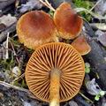 Cortinarius_saniosus_bp4006