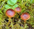 Cortinarius_saniosus_hy8754