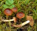 Cortinarius_saniosus_hy8756