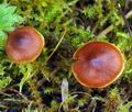 Cortinarius_saniosus_hy8763