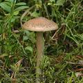 Cortinarius_scaurus_aj0384