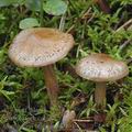 Cortinarius_scaurus_aj0404