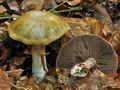 Cortinarius_scaurus_bv4009