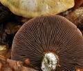 Cortinarius_scaurus_bv4011