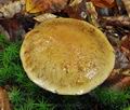 Cortinarius_scaurus_bv4016