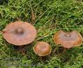 Cortinarius_semisanguineus_a7143