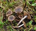 Cortinarius_sertipes_bv8291