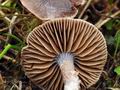 Cortinarius_sertipes_bv8301