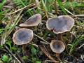 Cortinarius_sertipes_bv8305