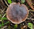 Cortinarius_sertipes_bv8312