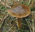 Cortinarius_sommerfeltii_ac7787