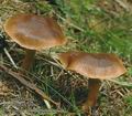 Cortinarius_sommerfeltii_ac7792