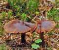 Cortinarius sommerfeltii bi1005